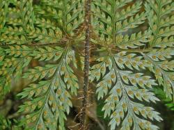 Lastreopsis hispida. Abaxial surface of fertile frond showing concolorous, reniform indusia.
 Image: L.R. Perrie © Leon Perrie CC BY-NC 3.0 NZ